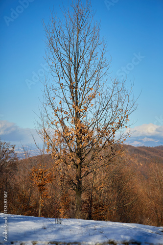 Beech tree in winter time