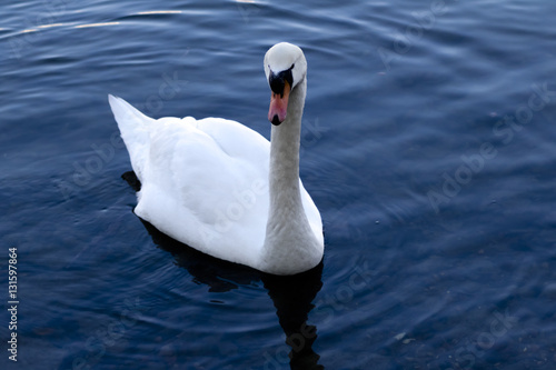 White swan in the lake - Cygnus