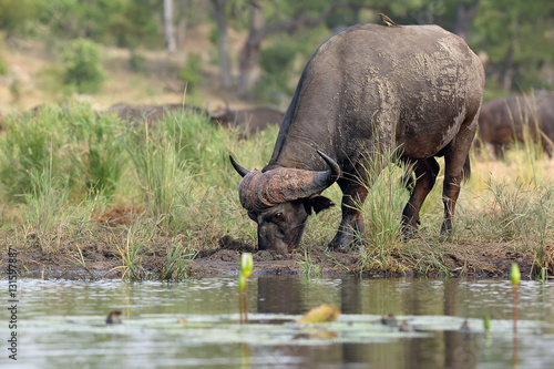 The African buffalo or Cape buffalo (Syncerus caffer) on the shore of waterholes