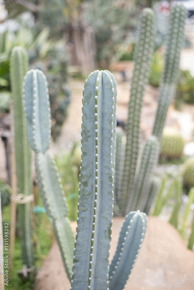 cactus in desert, cactus Nature green background cactus in desert, cactus Nature green background