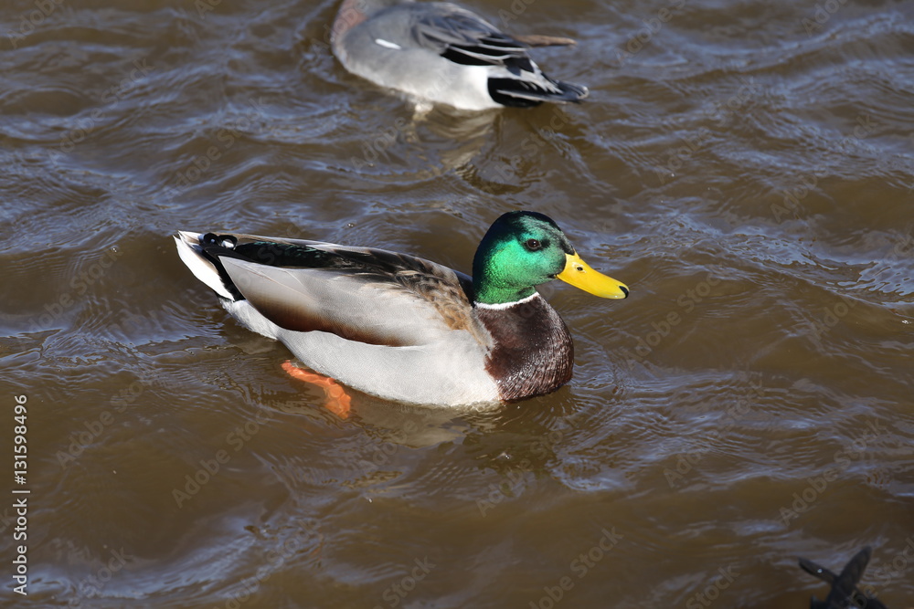 Obraz premium 山中湖のマガモ