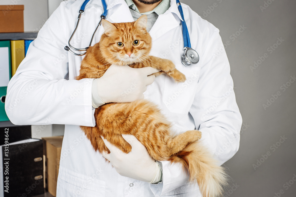 veterinarian in vet clinic at work. veterinarian in vet clinic at work.