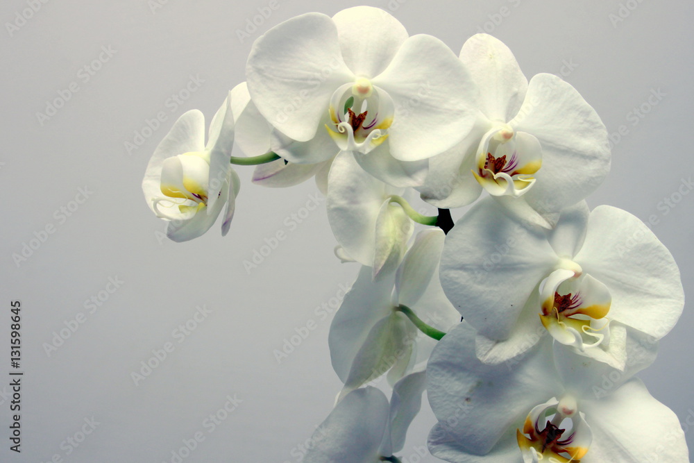 Naklejka premium storczyk (orchidea)