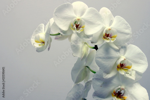 storczyk (orchidea) © shutterfil77