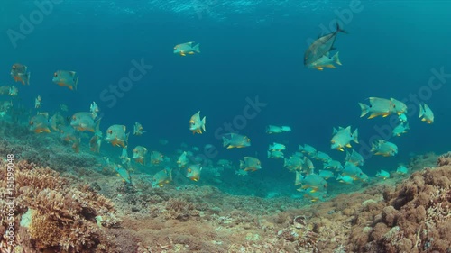Wallpaper Mural Sailfin and Blubberlip Snapper on a colorful coral reef. 4k footage Torontodigital.ca