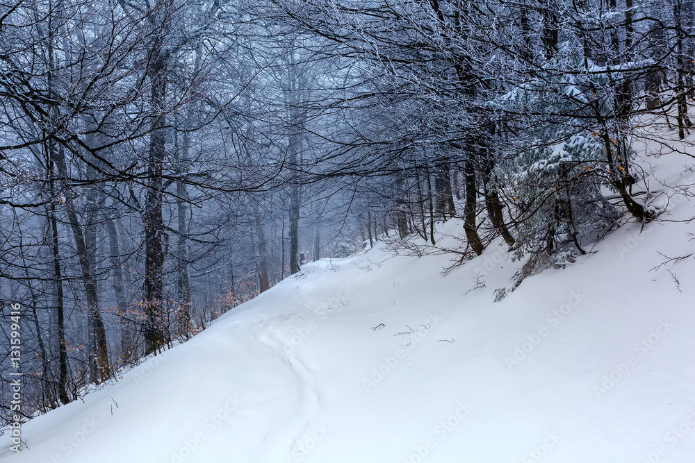Mystical winter forest covered with snow on cloudy day Mystical winter forest covered with snow on cloudy day