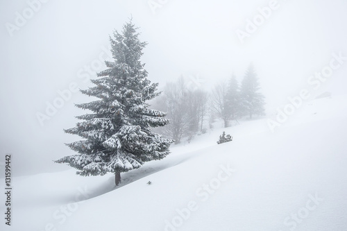 Mystical winter forest covered with snow on cloudy day © Maygutyak