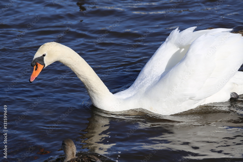 Naklejka premium 山中湖の白鳥