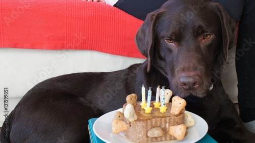 Birthday dog