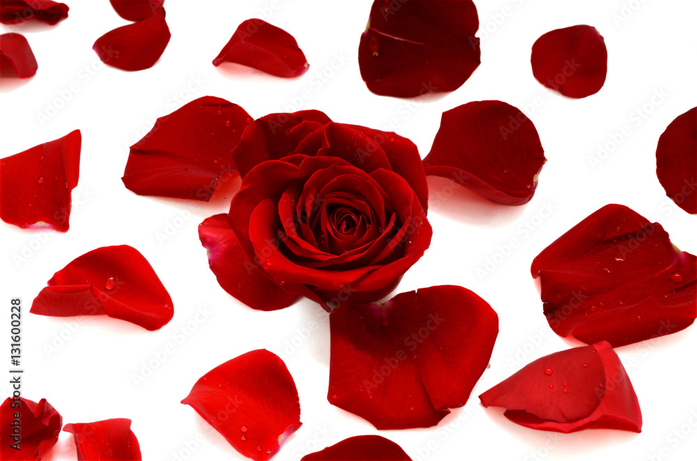 beautiful red rose petals background