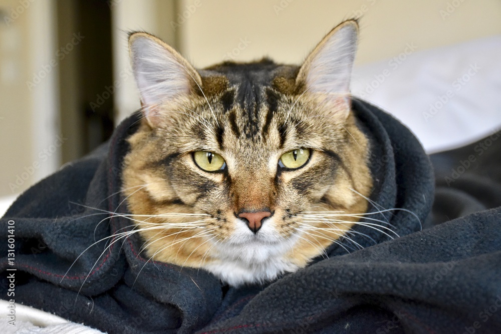 cute cat snuggled under a blanket