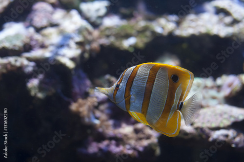 Copperband Butterflyfish