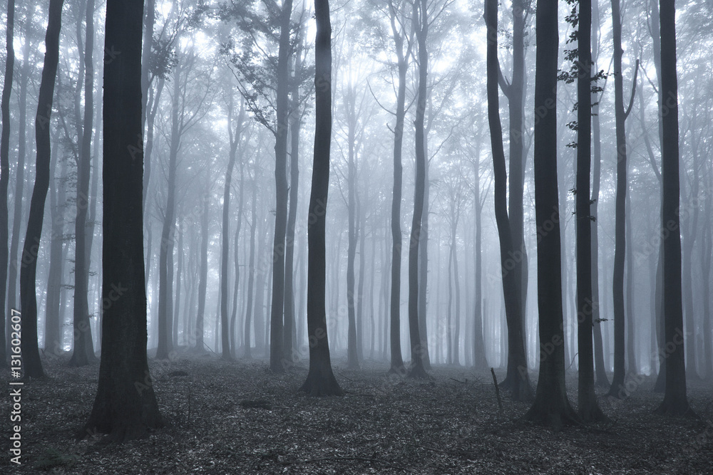 Fototapeta premium Forest of Beech Trees in Dense Fog, Fading Colours