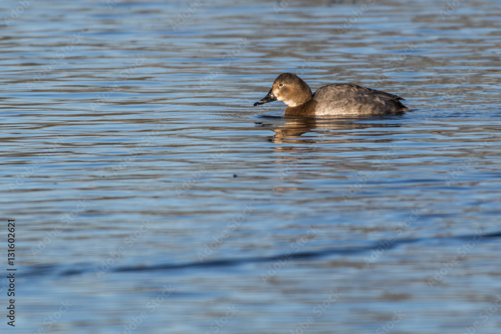 Tafelente (Aythya ferina) Tafelente (Aythya ferina)