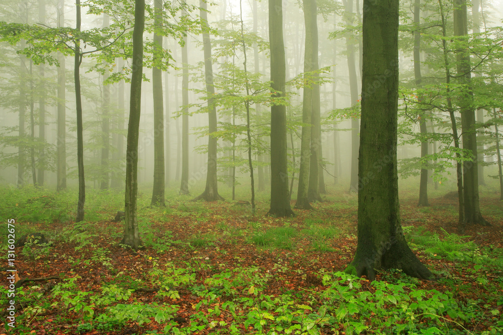 Obraz premium Forest of Beech Trees in Fog and Rain