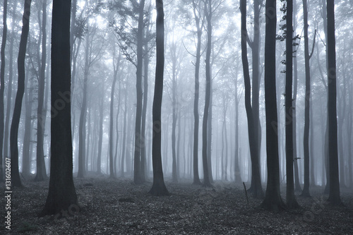 Forest of Beech Trees in Dense Fog  Fading Colours