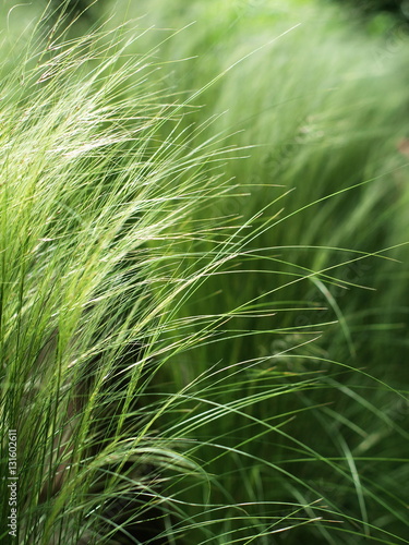 Feather grass  Stipa  in the sunlight