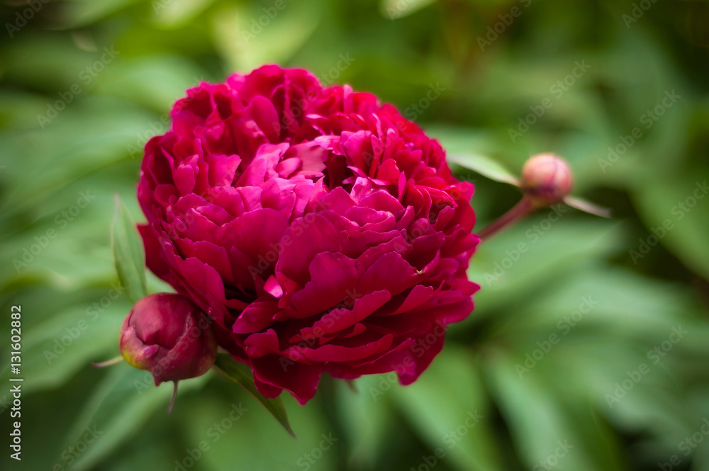 Obraz premium Beautiful big blooming red peony flowers in spring