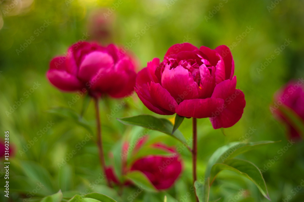 Beautiful big blooming red peony flowers in spring Beautiful big blooming red peony flowers in spring