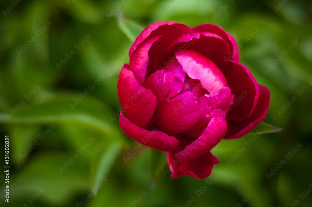 Beautiful big blooming red peony flowers in spring Beautiful big blooming red peony flowers in spring