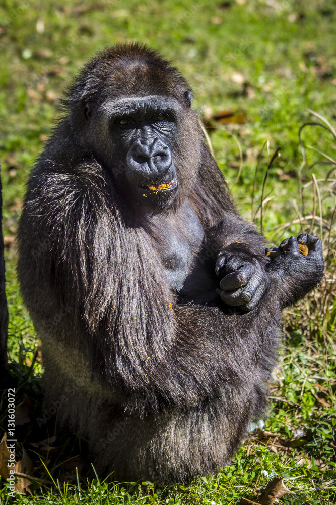 Naklejka premium female gorilla eating