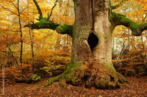 Fotografie Mighty Hollow Moss Covered Oak Tree in Autumn Forest, Leaves Changing Colour