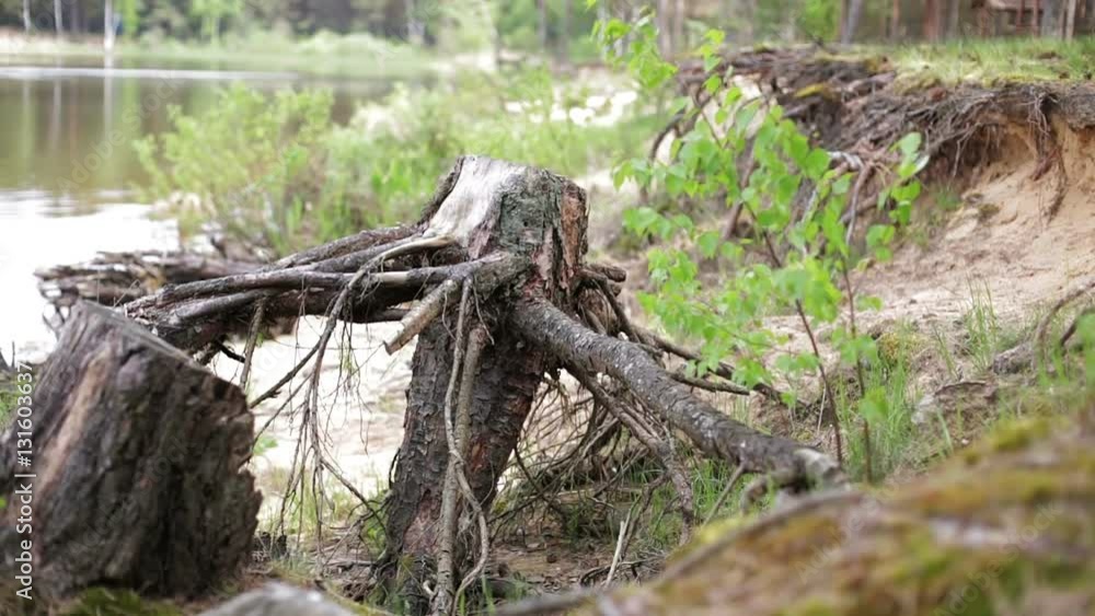 Nature. Dry old stump with roots thrown on the shore. Nature. Dry old stump with roots thrown on the shore.