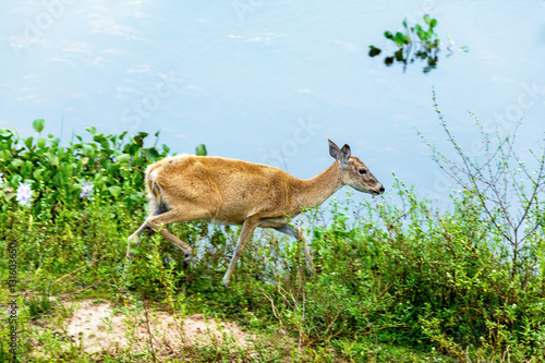 A female deer stands on the shore of the pond in El Cedral - Los Llanos, Venezuela, South America photo