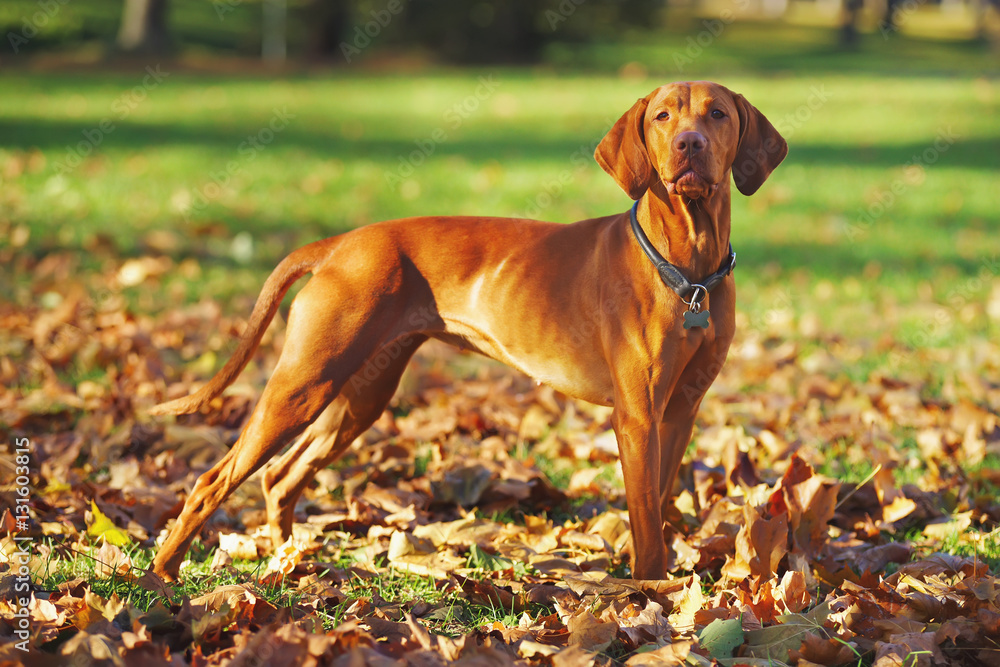 Hungarian Vizsla dog staying outdoors around fallen autumn leaves