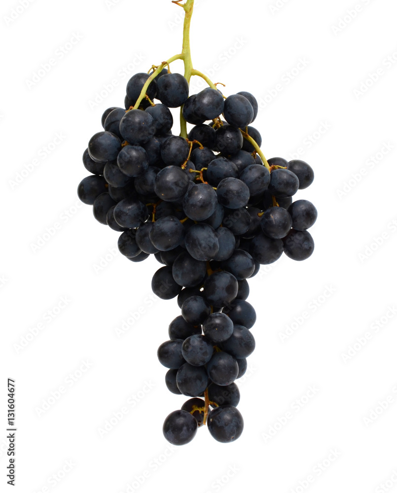 bunch of black grapes isolated on white background bunch of black grapes isolated on white background