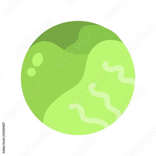 Brussels sprouts vector illustration.