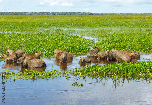 Male capybara with their kids in the El Cedral - Los Llanos, Venezuela, South America photo