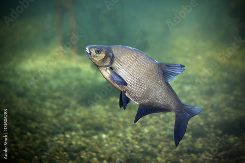 Bream is a freshwater fish photo