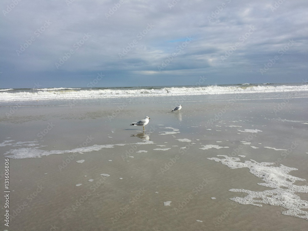 Seagulls on the beach in Atlantic coast of North Florida Seagulls on the beach in Atlantic coast of North Florida