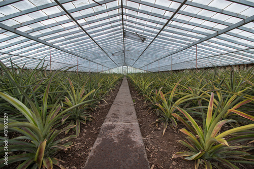 Pineapple glass house farm