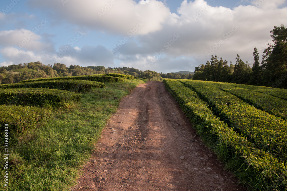 Gorreana tea fields