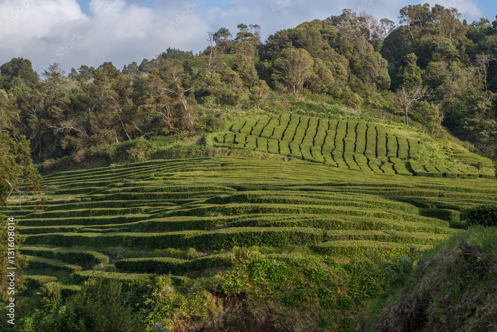 Gorreana tea fields