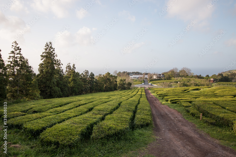 Gorreana tea fields Gorreana tea fields