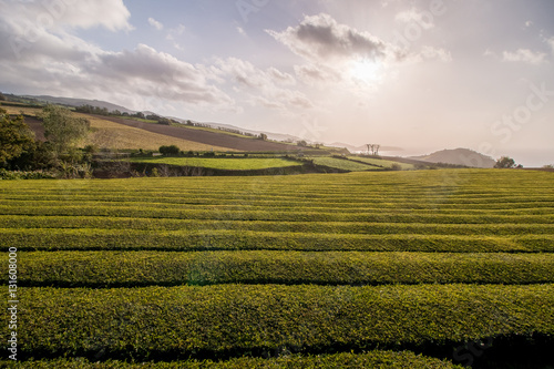 Gorreana tea fields