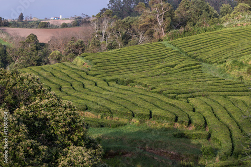 Gorreana tea fields