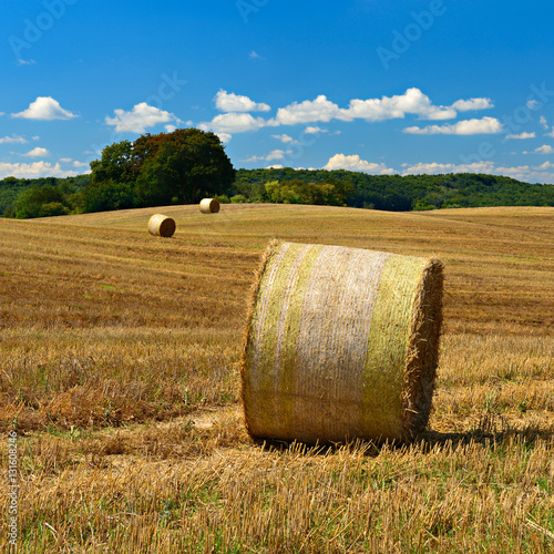 Bales of Straw in Stubble Field during Harvest, Summer Landscape of Rolling Hills under Blue Sky