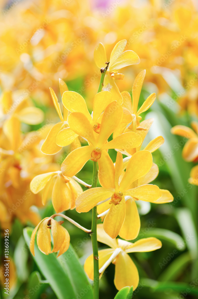 Fototapeta premium Orange orchid flower blossom in a garden