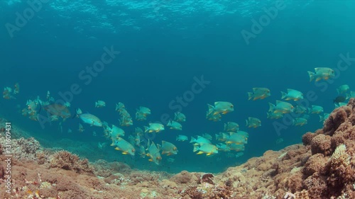 Sailfin and Blubberlip Snapper on a colorful coral reef. 4k footage photo