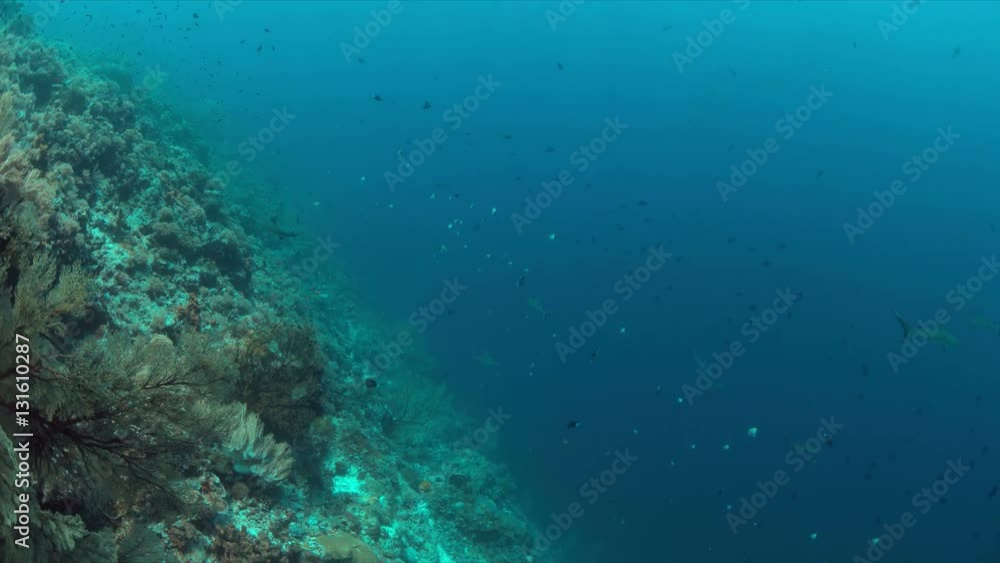 Grey reef sharks on the edge of a colorful coral reef with plenty fish. 4k footage Grey reef sharks on the edge of a colorful coral reef with plenty fish. 4k footage