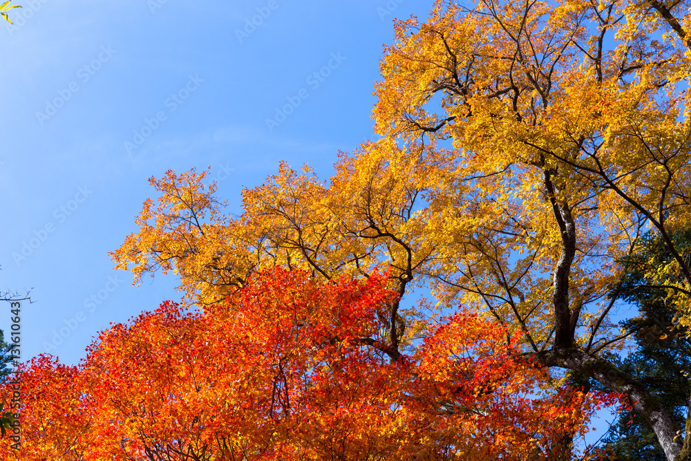紅葉 紅葉