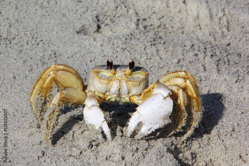Atlantic ghost crab. Ghost crab (Ocypode quadrate) in sunlight on a beach sand close up. Atlantic ocean coast of the USA, South Carolina. Atlantic ghost crab. Ghost crab (Ocypode quadrate) in sunlight on a beach sand close up. Atlantic ocean coast of the USA, South Carolina.