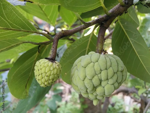 Ants and baby custard apples.