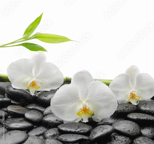 White orchid with black stones, bamboo on wet background