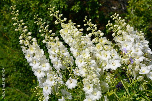 Fototapeta The flowering bushes decorative garden delphinium