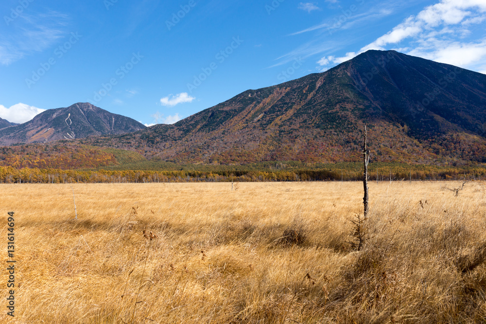 Fototapeta premium 戦場ヶ原の秋